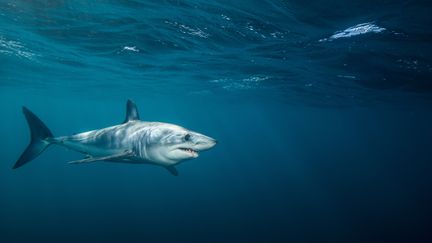 Un requin mako dans les eaux de la Nouvelle-Zélande, le 19 février 2015. (RICHARD ROBINSON / CULTURA CREATIVE)