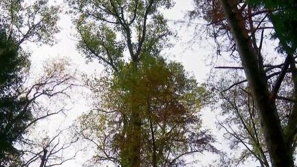 Pyrénées-Atlantiques : l'arboretum de Payssas, un sanctuaire pour les arbres