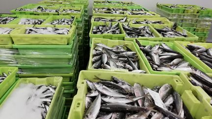 Lots de sardines à la criée de Ciboure (Pyrénées-Atlantiques). (XEXILI FOIX / RADIO FRANCE)