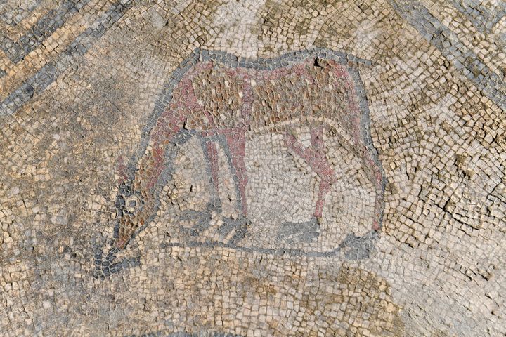 Un détail de la mosaïque découverte à Uzès
 (Pascal Guyot / AFP)