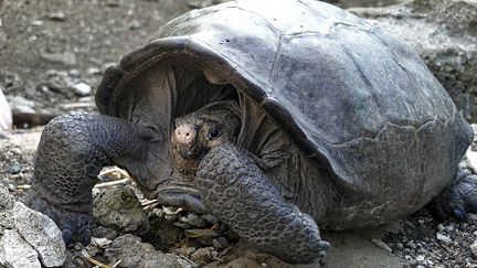 La tortue géante retrouvé en 2019 sur l'île de Fernandina dans les Galapagos est une&nbsp;Chelonoidis Phantasticus. (RODRIGO BUENDIA / AFP)