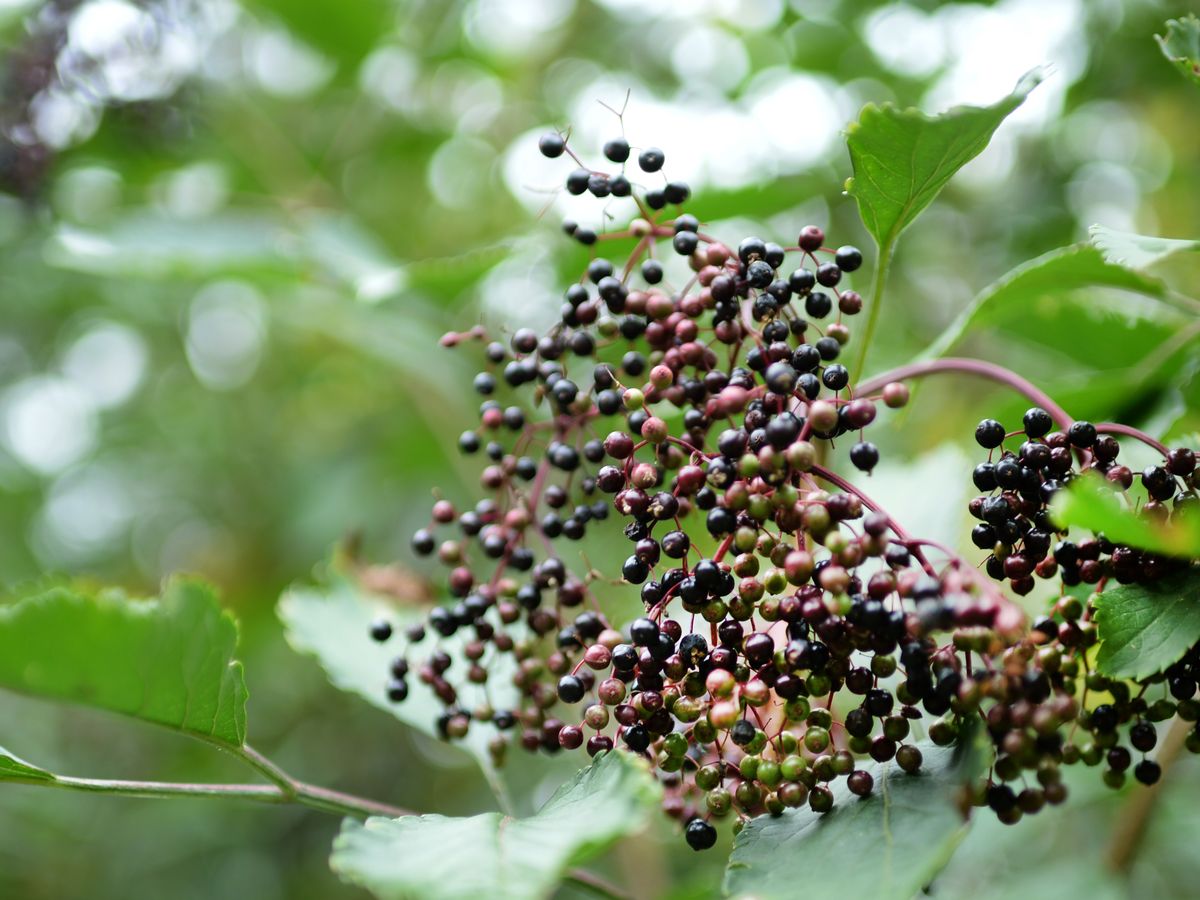 Tout sur les fleurs de sureau noir — LE JARDIN E(S)T LA RECETTE