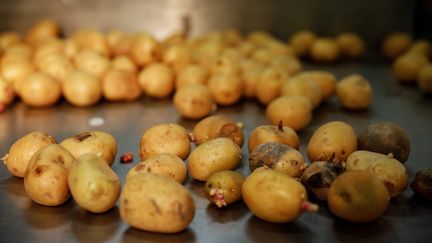 Des pommes de terre au marché internationale de Rungis. (THOMAS PADILLA / MAXPPP)