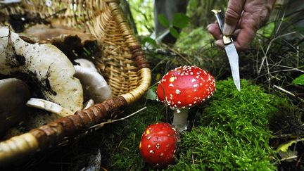 Champignons : comment bien les cueillir