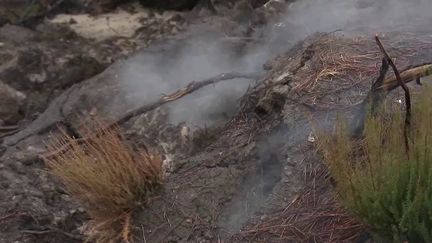 Quelle actualité en France, dimanche 15 janvier ? Cap sur la Gironde, où six mois après les incendies, de la fumée s’échappe toujours de certains sols. Une opération de déminage a eu lieu en Normandie, et le loup est réapparu dans les Côtes-d'Armor. (FRANCE 2)