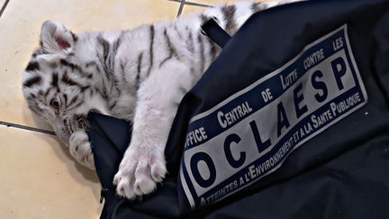 Le bébé tigre a été saisi.&nbsp; (GENDARMERIE NATIONALE)