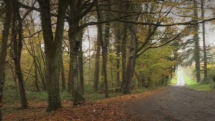 Une femme a été retrouvée morte, samedi 16 novembre, dans la forêt de Retz, dans l'Aisne. Elle a succombé aux morsures de chiens. Une enquête a été ouverte pour découvrir les circonstances de ce drame. (France 3)