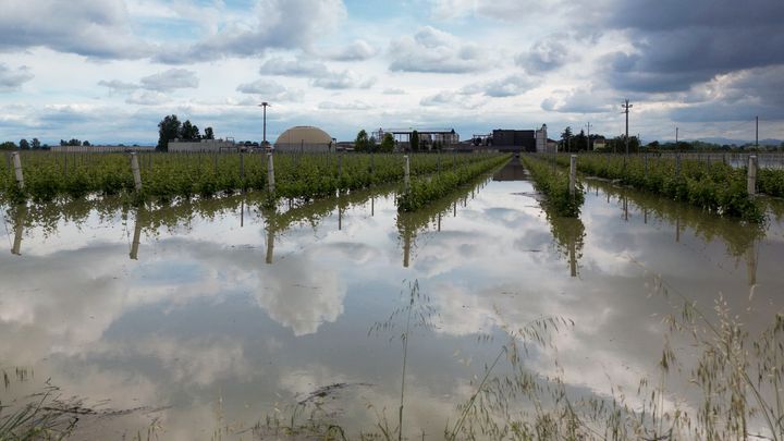 Les pluies font aussi des dégâts dans les vignobles situés près de la ville de Lugo, en Italie, le 18 mai 2023. (ANDREAS SOLARO / AFP)