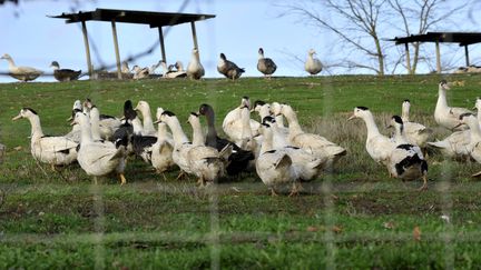 Elevage d'oies dans le sud-ouest de la France (AMAT MICHEL / MAXPPP)