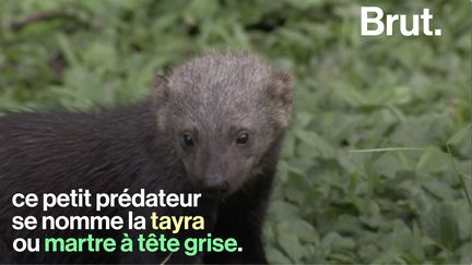 Ce n'est pas une belette, ce n'est pas non plus un furet... Moins connu que ses cousins, ce petit prédateur se nomme la tayra ou martre à tête grise.