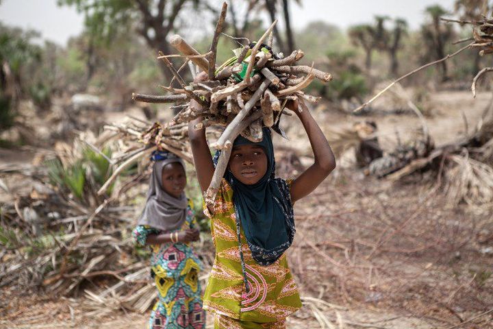 Jeunes filles portant du bois près de la ville de Damasak (nord-est du Nigeria) le 25 avril 2017. (AFP - FLORIAN PLAUCHEUR)