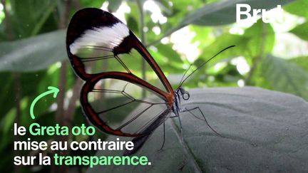 Avec ses ailes transparentes, il est surnommé le petit miroir des forêts sud-américaines. Mais cette apparence fantastique est aussi une question de survie. Voici le papillon Greta oto.