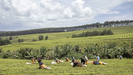 Des employés de Sasini travaillent dans un champ de thé à Kipkebe Tea Estate près de Musereita, au Kenya, le 21 octobre 2022. (PATRICK MEINHARDT / AFP)