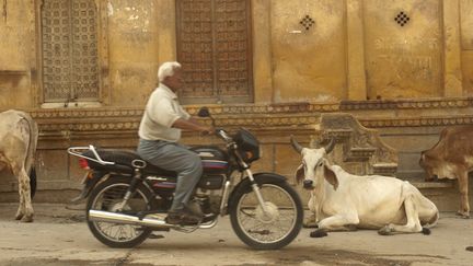 &nbsp; (Vache sacrée dans New Delhi © Maxppp)