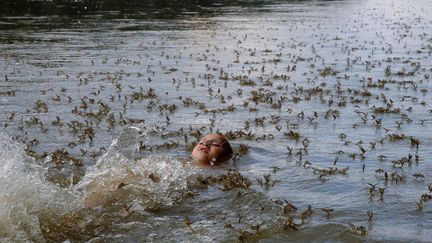 Un jeune gar&ccedil;on nage dans la Tisza alors que des milliers d'&eacute;ph&eacute;m&eacute;ropt&egrave;res ont envahis pour quelques heures Budapest (Hongrie) dans le but de s'y reproduire, le 23 juin 2013. (LASZLO BALOGH / REUTERS)