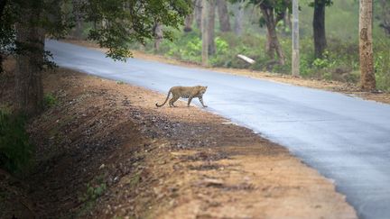 Inde : à Bombay, des léopards chassent dans les rues la nuit