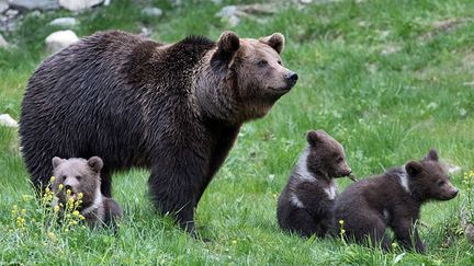 Des ours, dans les Pyrénées espagnole, le 20 mai 2016. (HO / ARAN PARK)