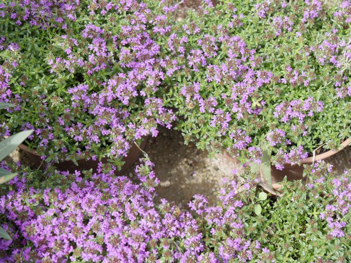 Wild thyme, called farigoule in Provence.  (ISABELLE MORAND / RADIO FRANCE / FRANCE INFO)