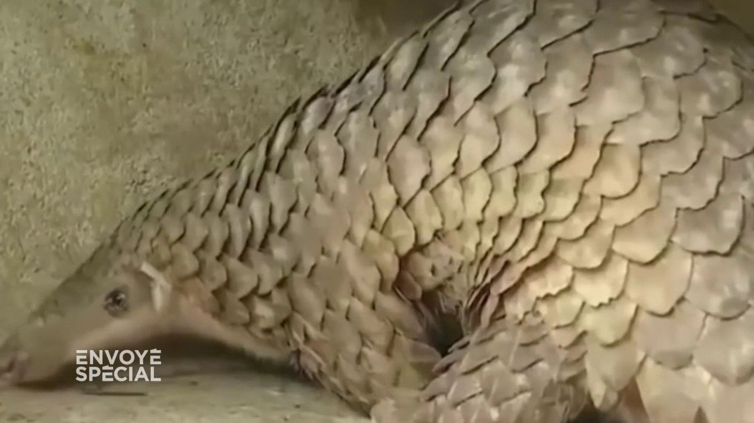 Video From 25 Euros Per Kilo In The Democratic Republic Of Congo To 500 Euros In Vietnam Special Envoy Investigated Trafficking In Pangolin Scales Paudal