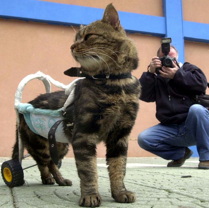 Ce chat, pr&eacute;nomm&eacute;&nbsp;Cici, bless&eacute; dans&nbsp;un tremblement de terre dans l'ouest de la Turquie en 2002, a pu remarcher gr&acirc;ce &agrave; une chaise roulante artisanale. (REUTERS)