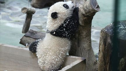 Yuan Bao, un panda âgé de six mois, lors de sa première sortie publique, au zoo de Taipei (Taïwan), le 28 décembre 2020. (HSU TSUN-HSU / AFP)