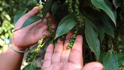 Une liane aux baies très aromatiques de poivre de Kampot. (ERIN HALE / DPA)