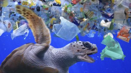 Une tortue de mer environnée de déchets plastiques au large des Maldives le 23 février 2018 (PAULO DE OLIVEIRA / MAXPPP)