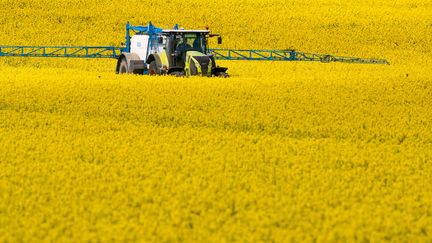 Fongicides : des chercheurs démontrent leur toxicité pour l'homme