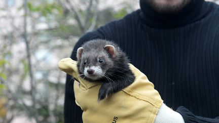 Alexandre Raynal, éleveur de furets, tient dans ses mains l'un de ses chasseurs de rats lors d'une opération de dératisation à Toulouse, le 1er décembre 2021. (NATHALIE SAINT-AFFRE / MAXPPP)