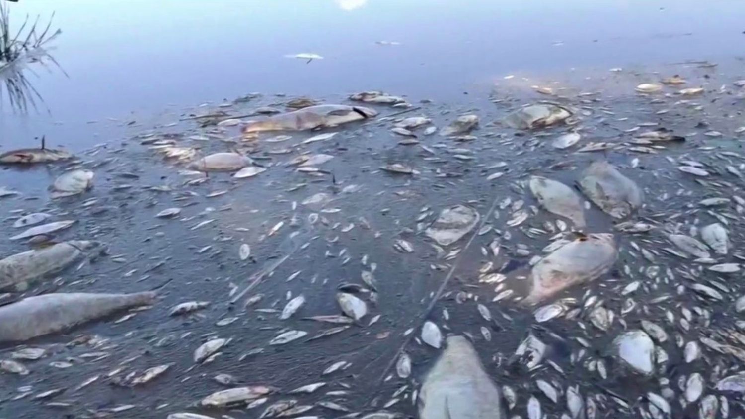 Pollution : De Nombreux Poissons Retrouvés Morts Dans Le Fleuve Oder