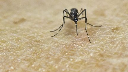 Un moustique Aedes Aegypti, dans un laboratoire de Californie (Etats-Unis), le 25 janvier 2016. (LUIS ROBAYO / AFP)