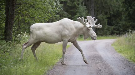 Un élan blanc dans le comté de Värmland, en Suède, le 31 juillet 2017. (TOMMY PEDERSEN / TT NEWS AGENCY / AFP)