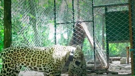 Préservation des espèces : une rencontre arrangée entre deux jaguars en Argentine