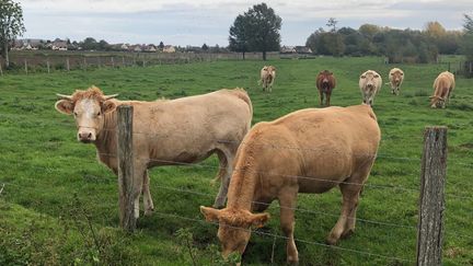 Près de 500 agriculteurs font face à des plaintes de néoruraux en France. Image d'illustration. (JULIETTE DUCLOS / MAXPPP)