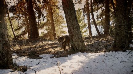 Le cinéaste animalier Jean-Michel Bertrand signe un nouveau documentaire sur les loups.&nbsp; (Gebeka Films)