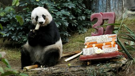 La doyenne des pandas en captivité, Jia Jia,&nbsp;célèbre ses 37 ans avec un gâteau fait de glace et de légumes, à l'Ocean Park de&nbsp;Hong Kong (Chine), le 28 juillet 2015. (BOBBY YIP / REUTERS)