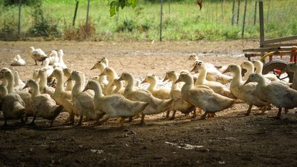 Grippe aviaire : comment la France surveille la situation et se prépare à une éventuelle épidémie