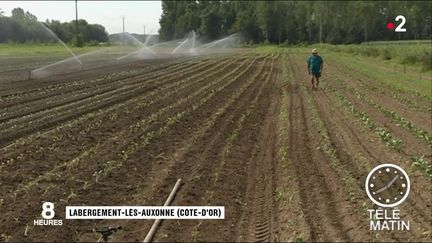 Un champ en Côte d'Or. (France 2)