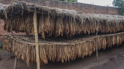 Des feuilles de tabac sèchent à&nbsp;Nambuma (Malawi), le 8 avril 2022. (AMOS GUMULIRA / AFP)