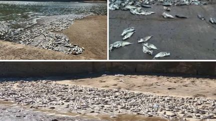 Thousands of fish found dead on the weekend of Christmas Eve 2023, on the coast of Ua Huka, in French Polynesia.  (MAHAI OHU / POLYNESIA THE 1ST)