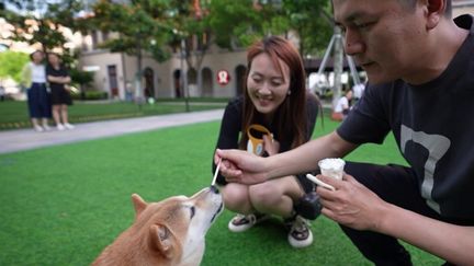 Le nombre des animaux de compagnie en Chine explosent. De plus en plus de jeunes Chinois sont aujourd’hui réticents à l’idée de fonder une famille. (France 2)