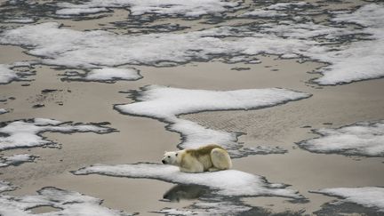 Un ours polaire sur des morceaux de banquise dans le canal britannique, de l'archipel François-Joseph, le 16 août 2021. (EKATERINA ANISIMOVA / AFP)