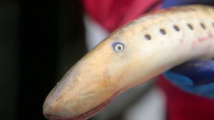 Poisson vampire, aveugle et dépourvu de mâchoires, la lamproie n’a pas une allure très appétissante. Pourtant, elle arrive à se glisser délicieusement dans nos assiettes. (France 2)