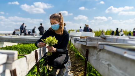 Les premières récoltes de muguet ont commencé à&nbsp;Saint-Julien de Concelles (Loire-Atlantique), le 19 avril 2021. (OLIVIER LANRIVAIN / MAXPPP)