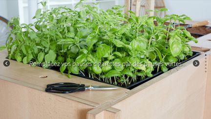 &nbsp; (La nouvelle mode des potagers de bureau - Capture d'écran © Ciel, mon radis !)