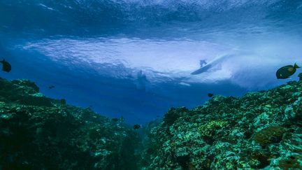 Un surfeur s'entraîne à Teahupo'o, le 26 juillet 2024, avec le récif tahitien et sa biodiversité au premier plan. (BEN THOUARD / MAXPPP)