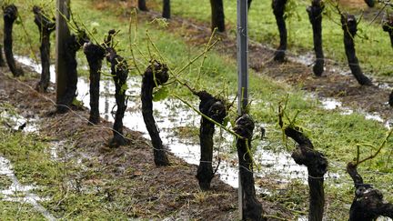 Vignoble de Macau en Gironde, le 26 mai 2018. (GEORGES GOBET / AFP)