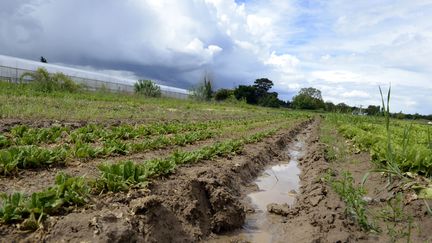 En France, le chlorpyrifos n'est plus utilisé que pour les épinards. (PHILIPPE DESMAZES / AFP)