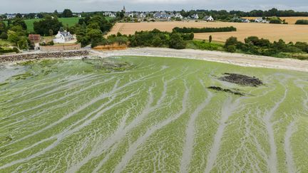 Des algues vertes à Hillion dans les Côtes d'Armor, le 2 juillet 2023. (THOMAS BR?GARDIS / OUEST-FRANCE / MAXPPP)