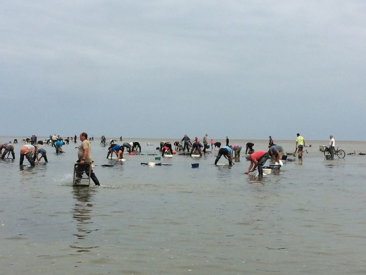 Pêche à pied au Crotoy, dans la baie de Somme (Hauts-de-France), le 16 juillet 2019 (ARIANE GRIESSEL / FRANCE INFO / RADIO FRANCE)